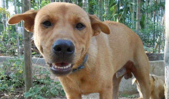 为啥中华田园犬不能当军犬，不是因为很笨，原因曝光让人哭笑不得