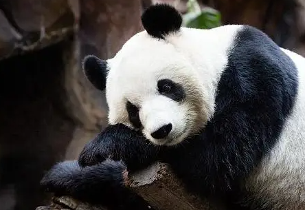 小熊猫太调皮，妈妈一巴掌呼上去，饲养员：你这是要谋害国宝？ 