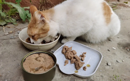 她喂了6年流浪猫，分享自己的心得