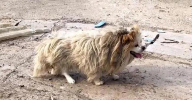 主人因拆迁搬走，留下家犬沦为流浪犬，独自在废墟等待