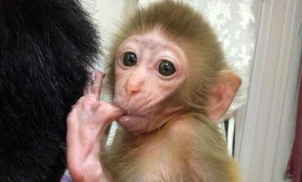 小伙儿养宠物猴半个月，后悔哭，网友：虽然很同情，但是好想笑