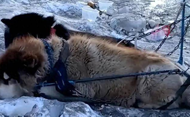 哈尔滨狗拉雪橇被指虐狗，网友建议取消该项目，多方回应了 
