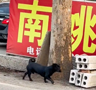 看到路边一只狗狗在蹦迪，开始觉得好笑，后来知道原因后只有心疼