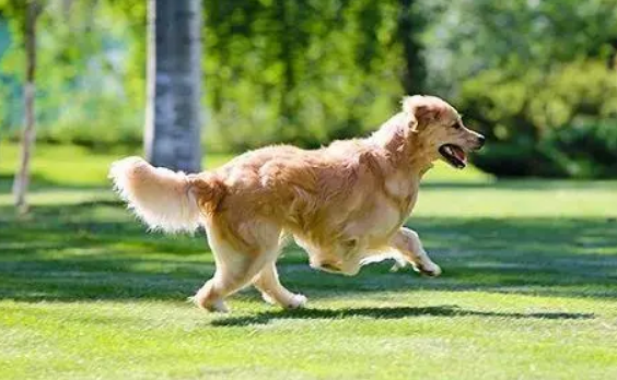 罚款2100元，养犬居民请注意
