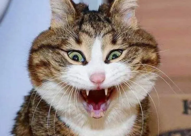看似天不怕地不怕的猫主子，简单一个东西就能吓到它！
