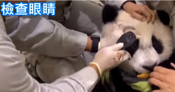 熊猫宝宝做体检不配合，把手套都挠破了，无奈好几个医生按着它