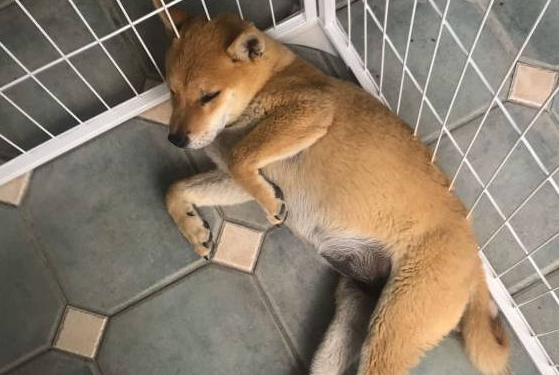 土狗也太难了吧！没见过这样的主人，不喜欢就不要养 