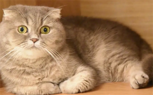 端午猫