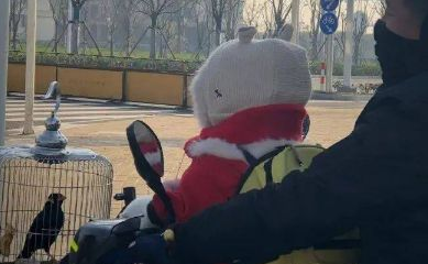 等红路灯时遇到一个“小朋友”，它转头把人萌翻，这也太可爱了吧