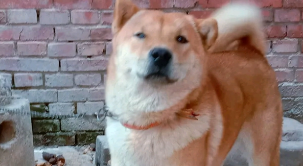 土狗睡醒伸了伸懒腰，突然仰天狂吠，狗：练练嗓音