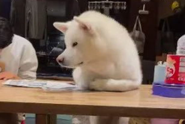 秋田犬站桌边盯小主人做作业，桌下美腿超吸睛：要认真哦