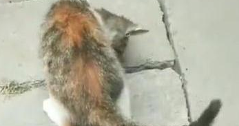 路遇两只小奶猫捉迷藏，蹲在旁边看了一小时，网友：我能看一天