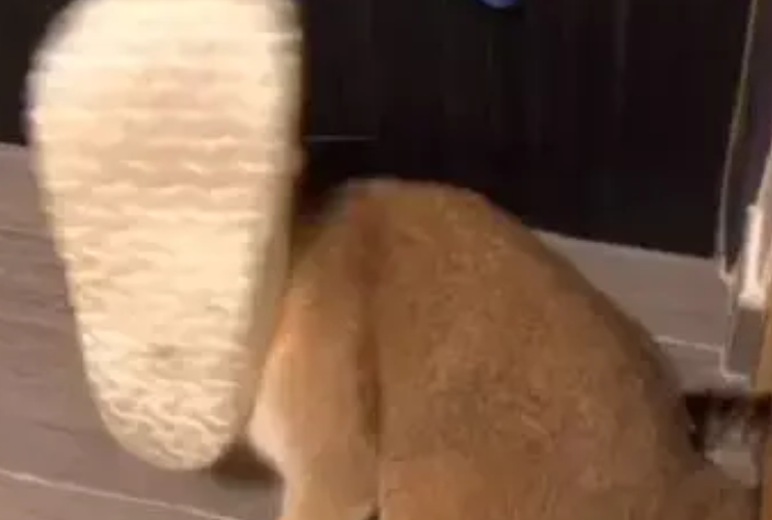 铲屎官听到猫咪的求救，等他走近一看却笑到肚子痛！