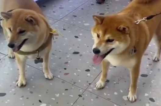 花1千和4万买的柴犬，站在一起差距就对比出来了！狗：我是盗版？