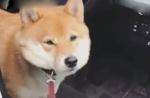 开车带柴犬去遛弯，半途中狗狗说成精就成精，狗主人目瞪口呆