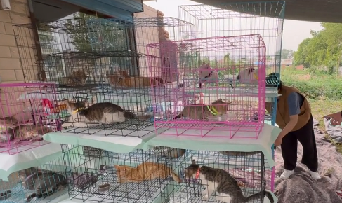 解救猫车600只猫后续，首次领养活动成功举办