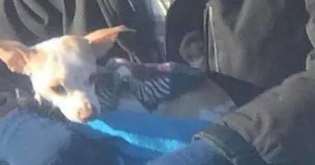 主人车窗丢出吉娃娃，流浪汉快速救下狗狗，将唯一的温暖都给它