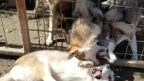 二哈遇到一群狼犬，给我哈哥一个面子，狼犬：今天我们不要面子