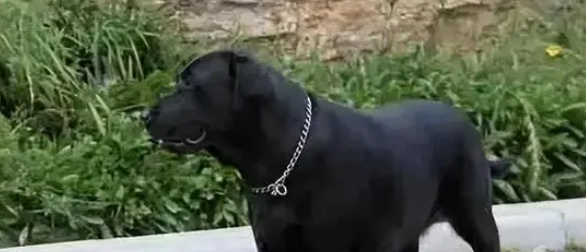 罗威纳犬被盗时有发生，身价上万的罗威纳差点被杀