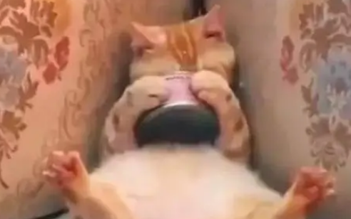 猫咪躺沙发上吃罐头，抱罐头的姿势像小孩