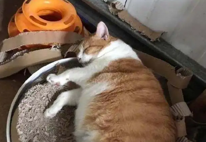 主人家一只大橘猫，吃完就睡，现在这个窝已经乘不下它了！ 
