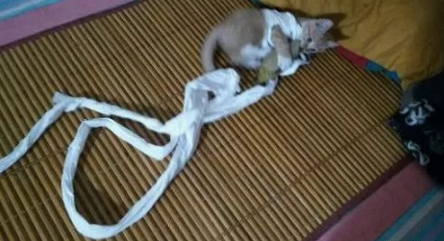 回家看到猫这样气的主人要用脚把猫熏死炖汤，网友笑了