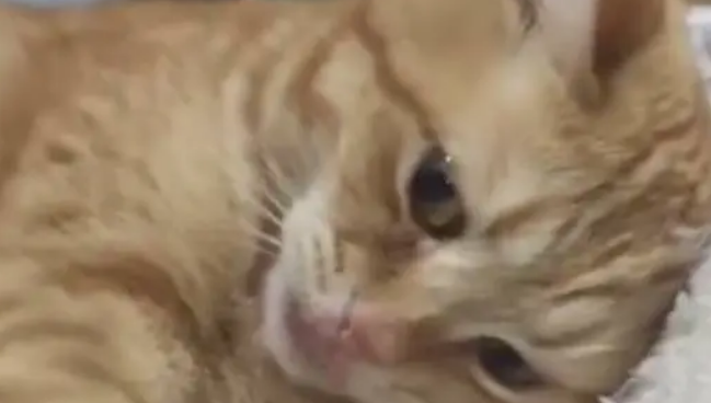 橘猫埋头苦睡被主人一把推醒，气的褶子都出来了：信不信朕削你！