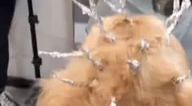 金毛被带去做锡纸烫，坐在镜子前的它表情逐渐呆滞：这是啥造型？
