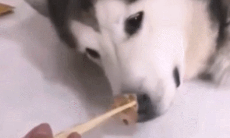 主人夹了一块肉到熟睡的哈士奇面前，结果二哈反应让人笑喷