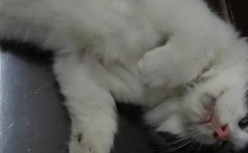 猫咖里的猫咪上班也摸鱼，偷懒躲在角落，被店员逮住后表情亮了