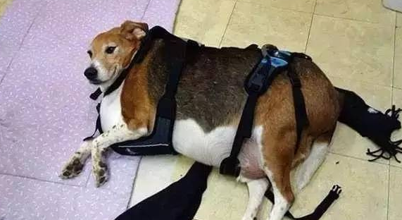 由于主人患有失忆症，导致这只比格犬几乎都被喂成了猪...