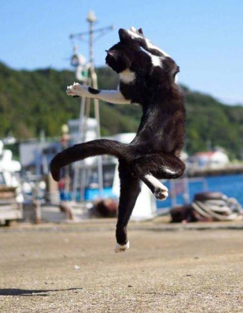 奶牛猫上下翻腾，非常灵活，像是一个会武功的绝世高手！