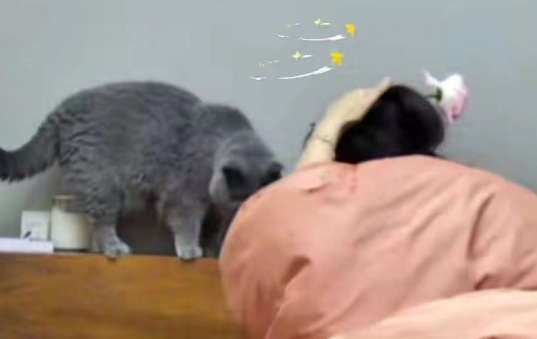 这猫真的很想故意的，猫：意不意外？