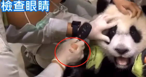 熊猫宝宝做体检不配合，把手套都挠破了，无奈好几个医生按着它