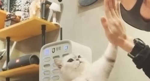 猫咪主动黏着帅哥，疯狂做动作撒娇卖萌，不要太可爱！