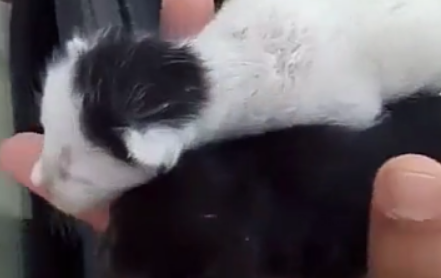 准备开车出门，却听到了小奶猫的声音，一打开引擎盖竟看到这幕！