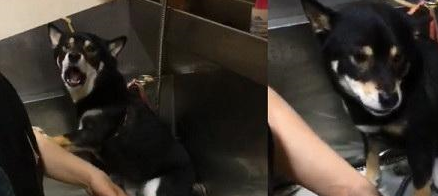 狗狗一洗澡就二哈附体，对着人嗷嗷骂，但叫破喉咙还是得洗