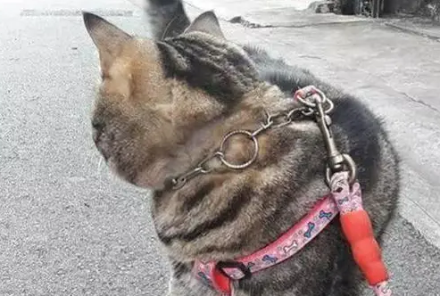 猫遛弯发脾气，铲屎官：我仿佛养了只狗 
