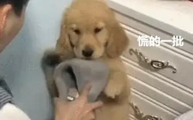 金毛犬又在床上撒尿了，主人拿起拖鞋就想教育，它赶紧用手扶住