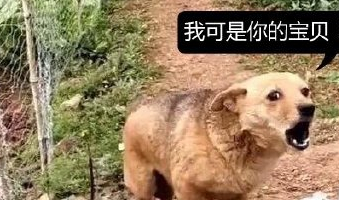 女子出差把狗狗带回老家一段时间，等回来时看到狗狗的表情逗乐了 