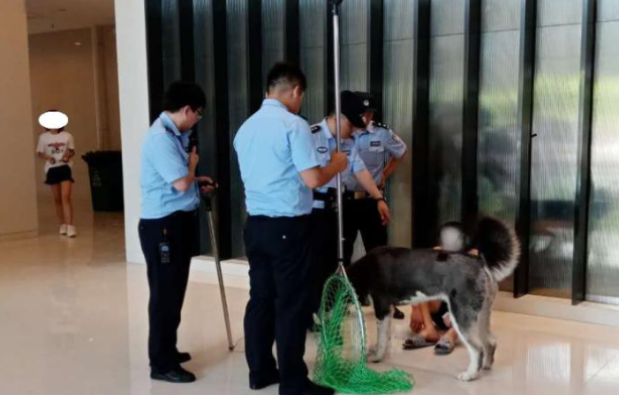 主人醉酒倒地 狗狗守护一夜不准人靠近 除了……