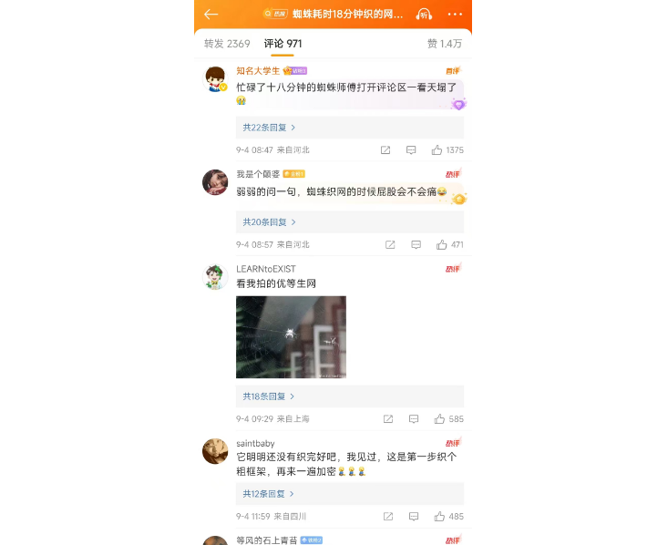 蜘蛛耗时18分钟织的网被嘲了？