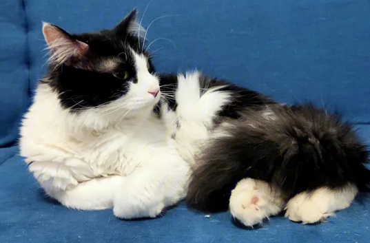 仿制舌头 让猫主人和猫互舔以增加亲密度