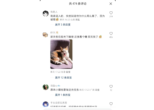内心OS：小猫我只想追着太阳睡觉
