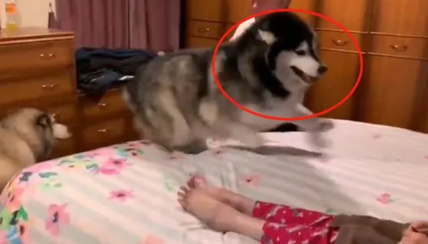 大狗看到奶奶很开心，“搜身”后态度就变了