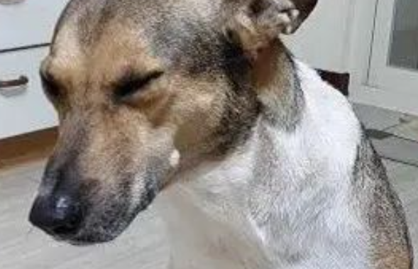 狗子趁主人不在偷翻垃圾桶，被骂一脸无辜：私密马赛爸爸酱～