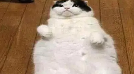 猫咪被拉去绝育，回来后要找警察：警察叔叔有人偷我东西！