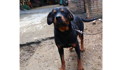 一只小罗威纳犬闯祸，把鸡鸭孔雀咬死了