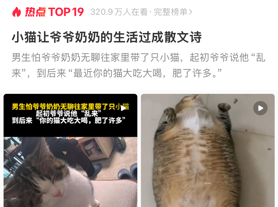 人间真情：小猫让爷爷奶奶的生活过成散文诗