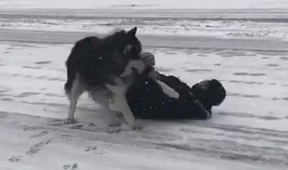 带阿拉斯加出来玩雪，阿拉：进入我的地盘，有你好受的